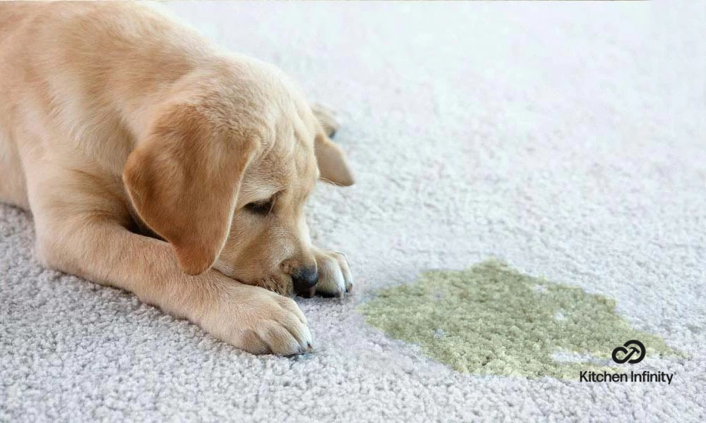如何从地毯上清除狗尿渍